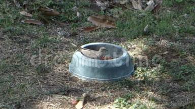 一只地面鸽子在贝尔蒙特的房子里吃狗粮